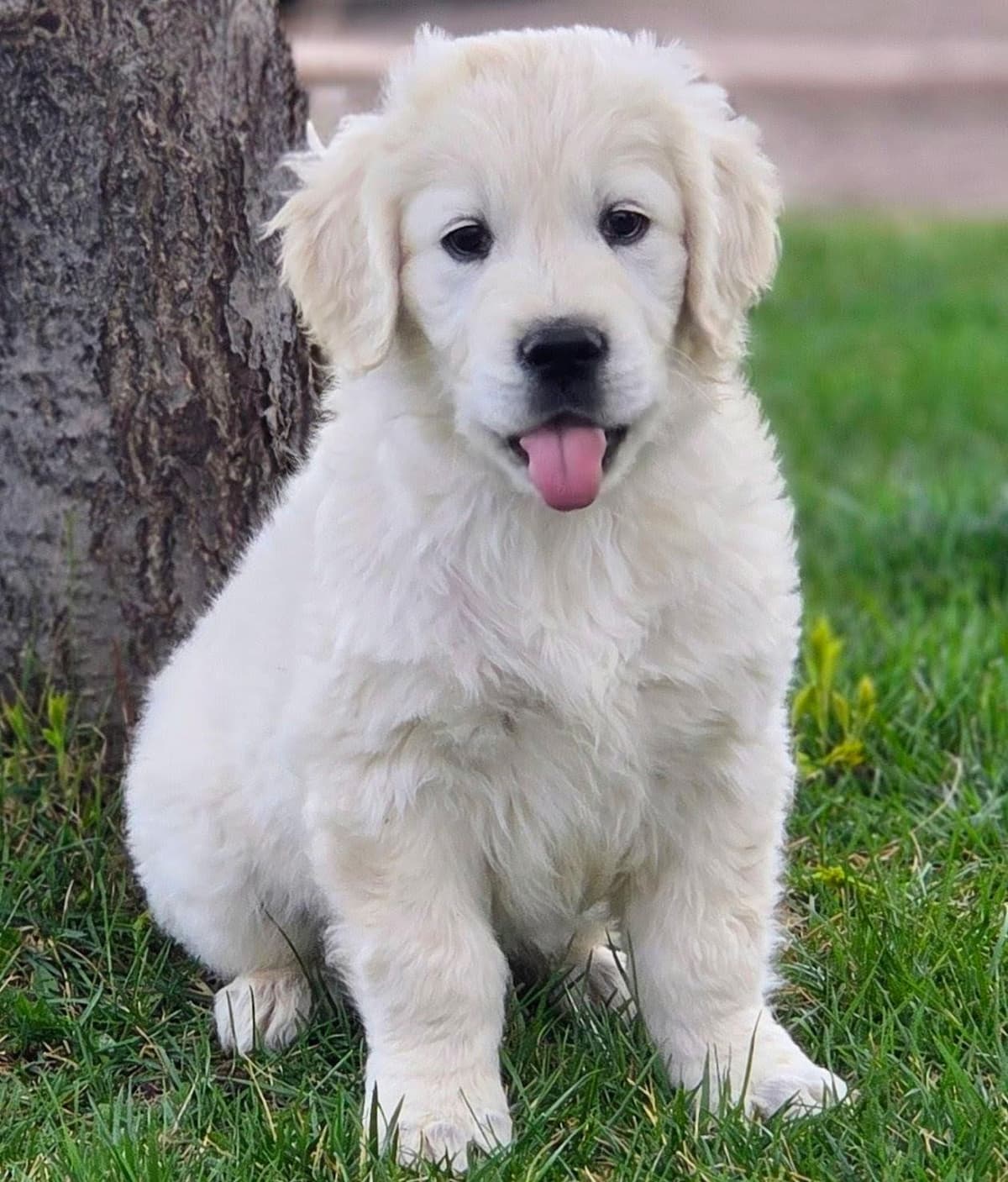 English Cream puppies breeder image 12