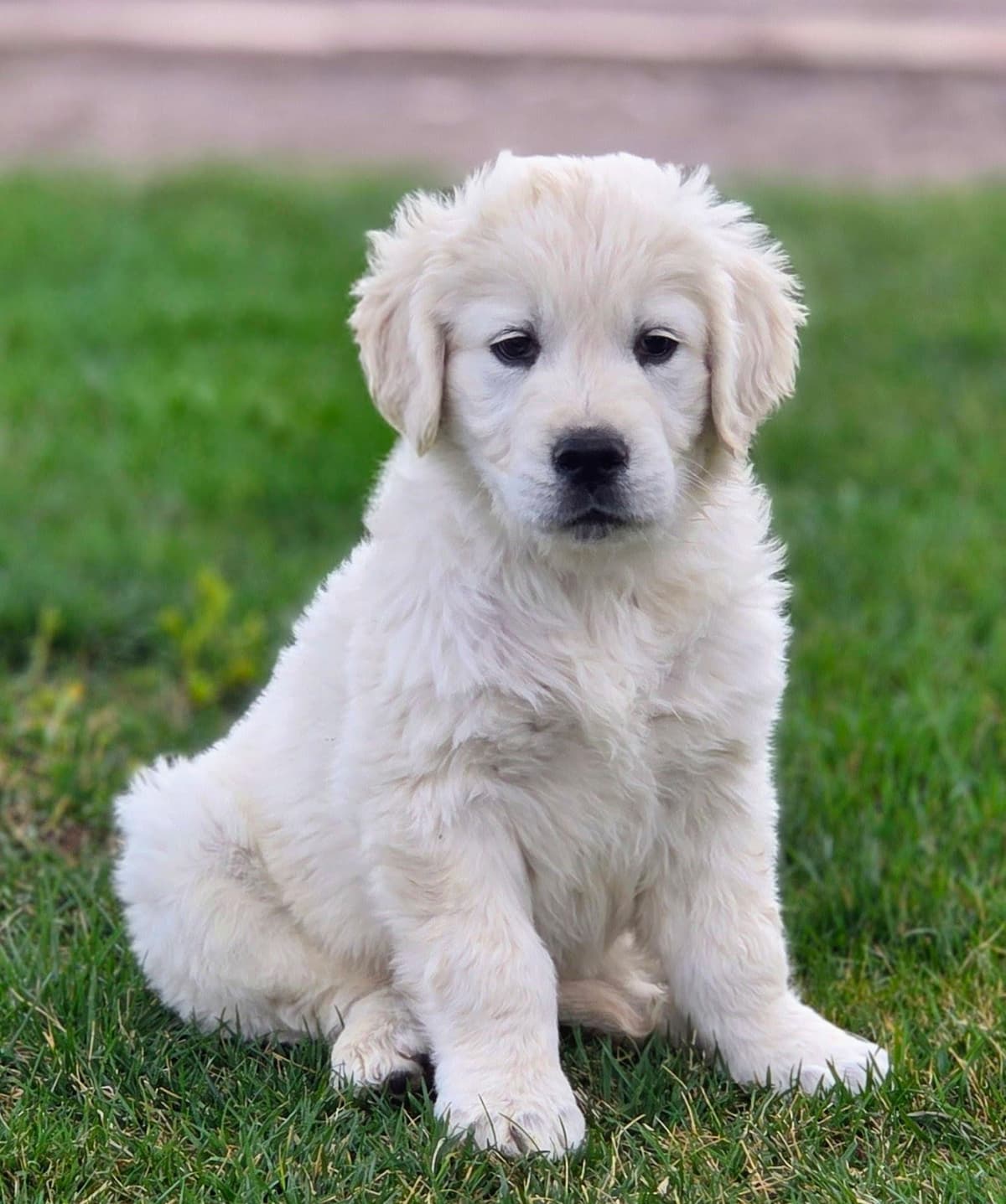 English Cream puppies breeder image 14