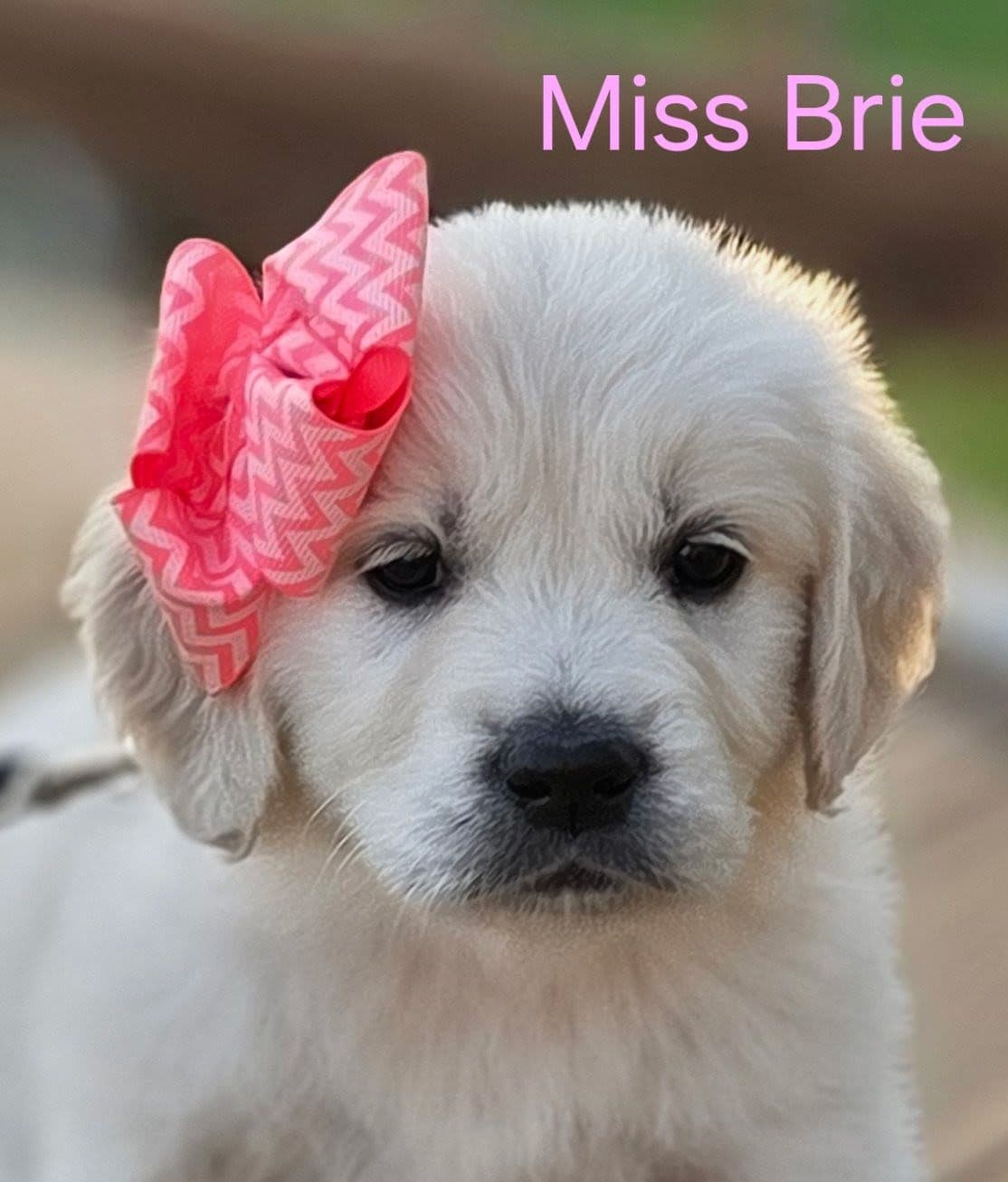 English Cream puppies breeder image 15