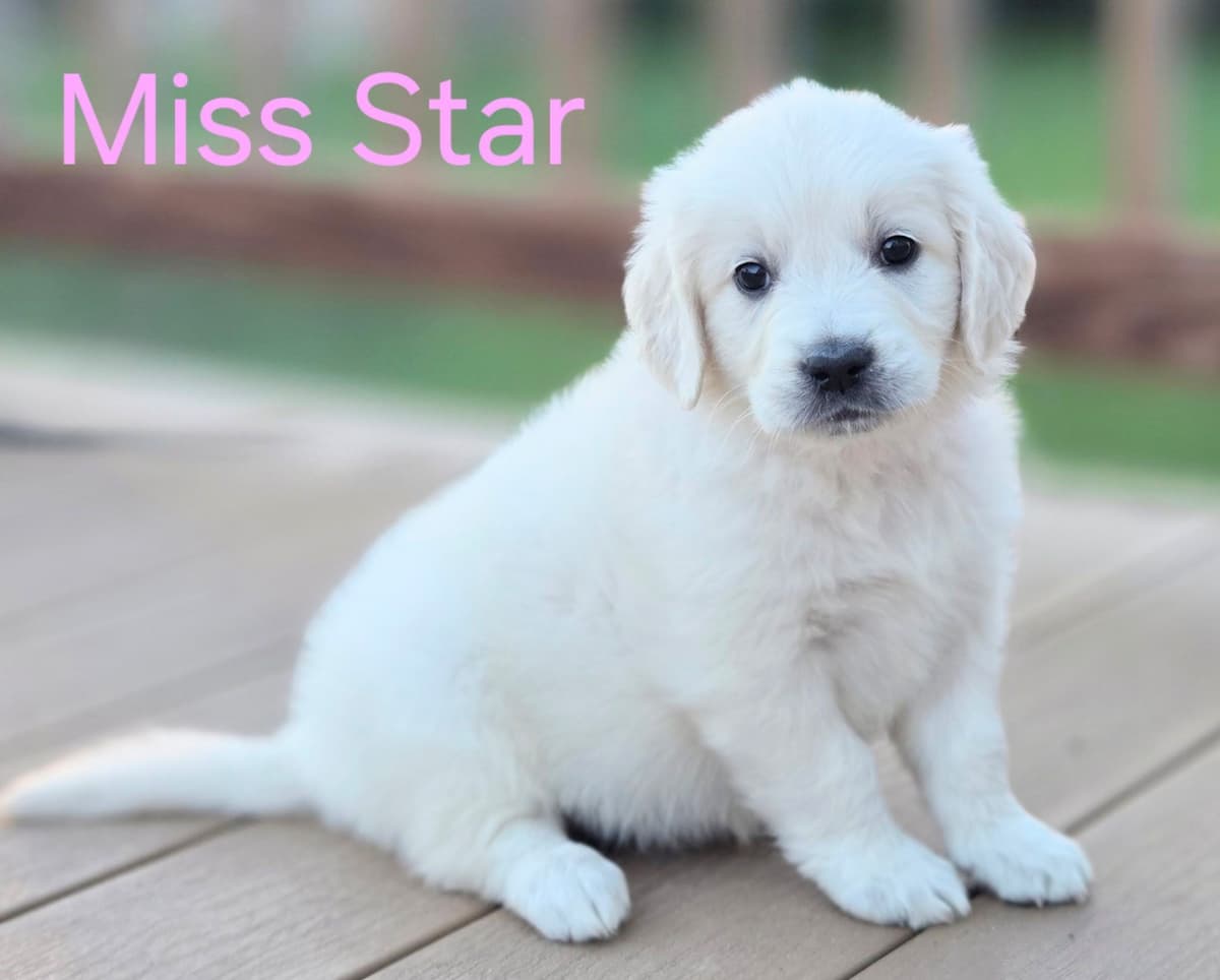 English Cream puppies breeder image 17