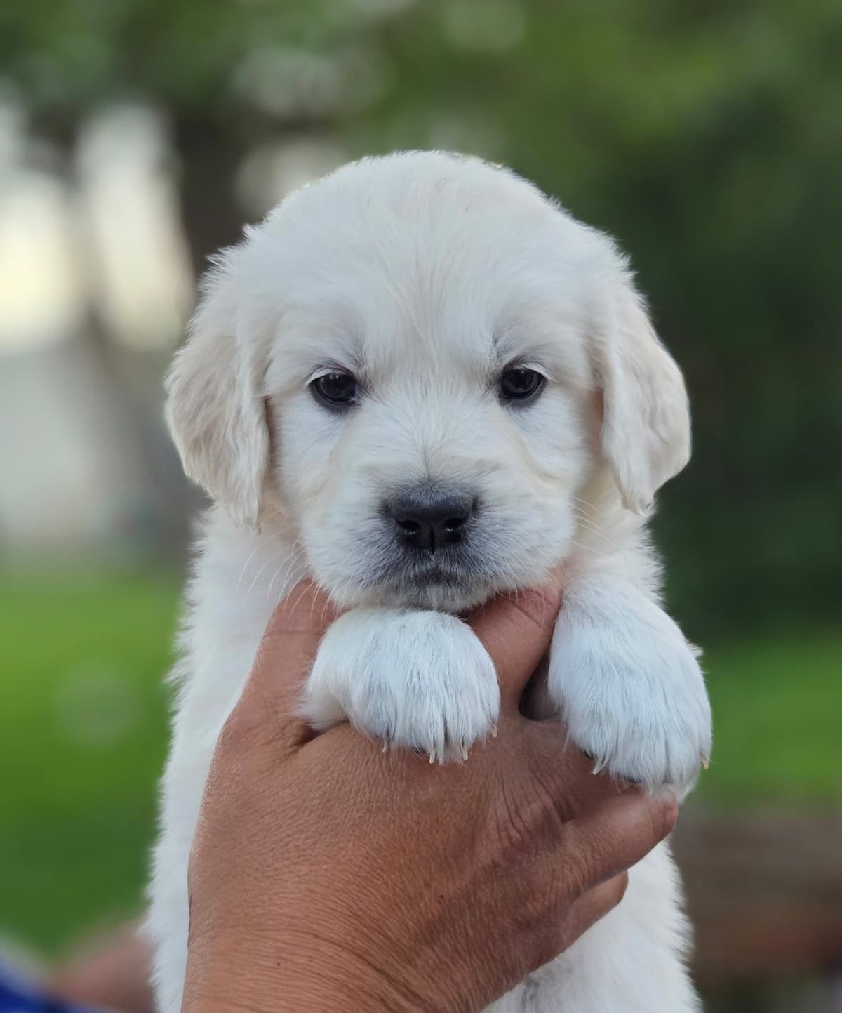 English Cream puppies breeder image 16