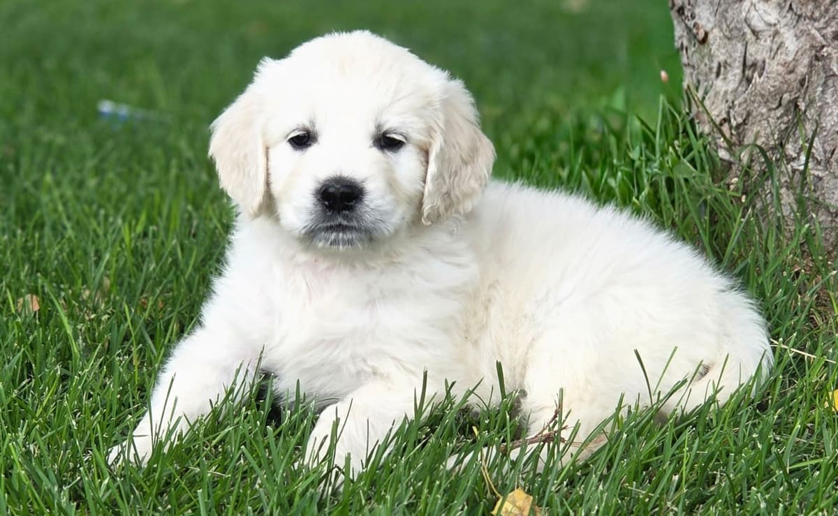 English Cream puppies breeder image 20
