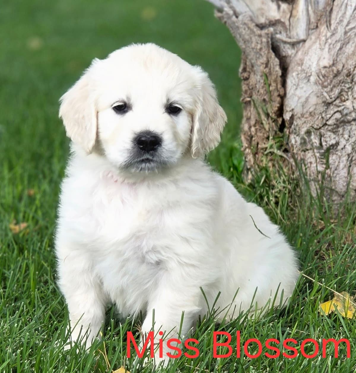 English Cream puppies breeder image 19