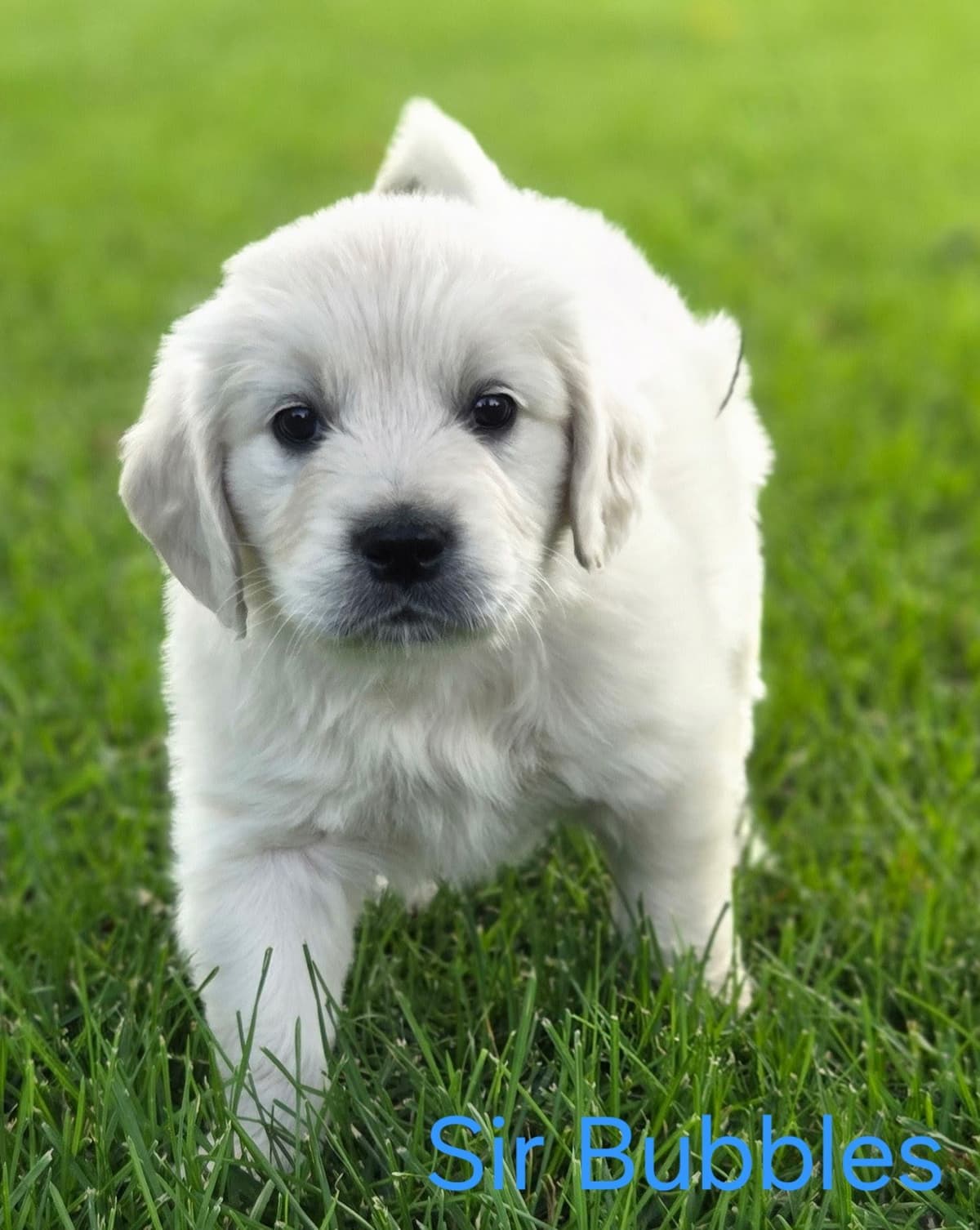 English Cream puppies breeder image 25