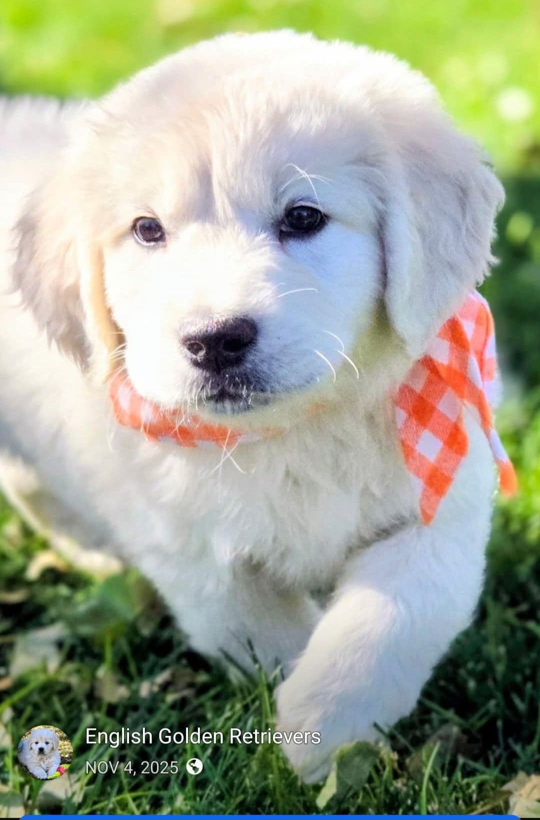 English Cream puppies breeder image 22
