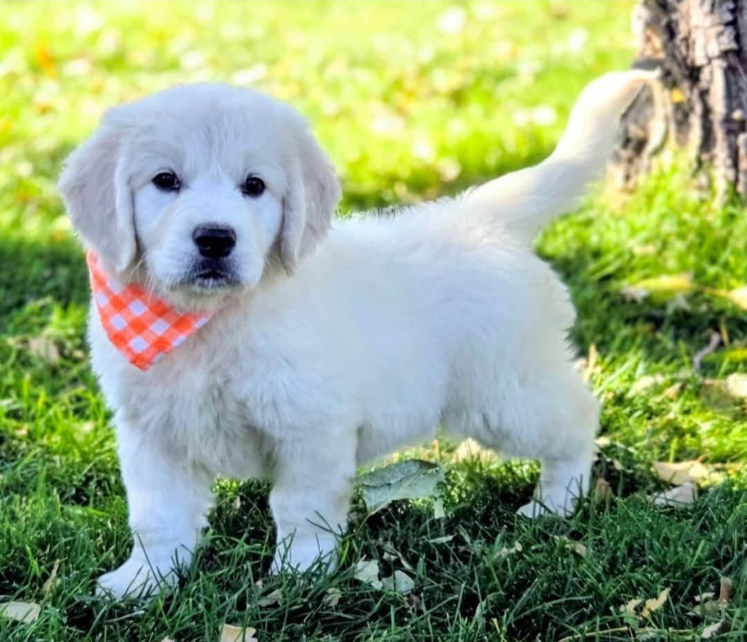 English Cream puppies breeder image 24