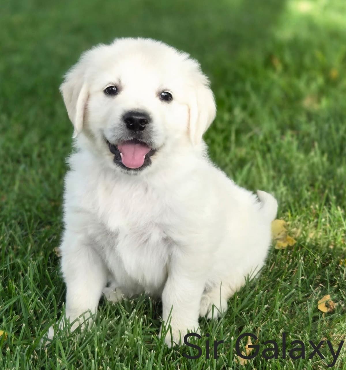 English Cream puppies breeder image 28