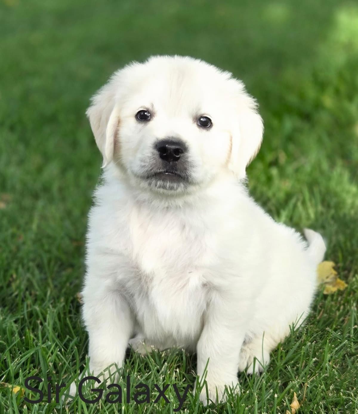 English Cream puppies breeder image 27