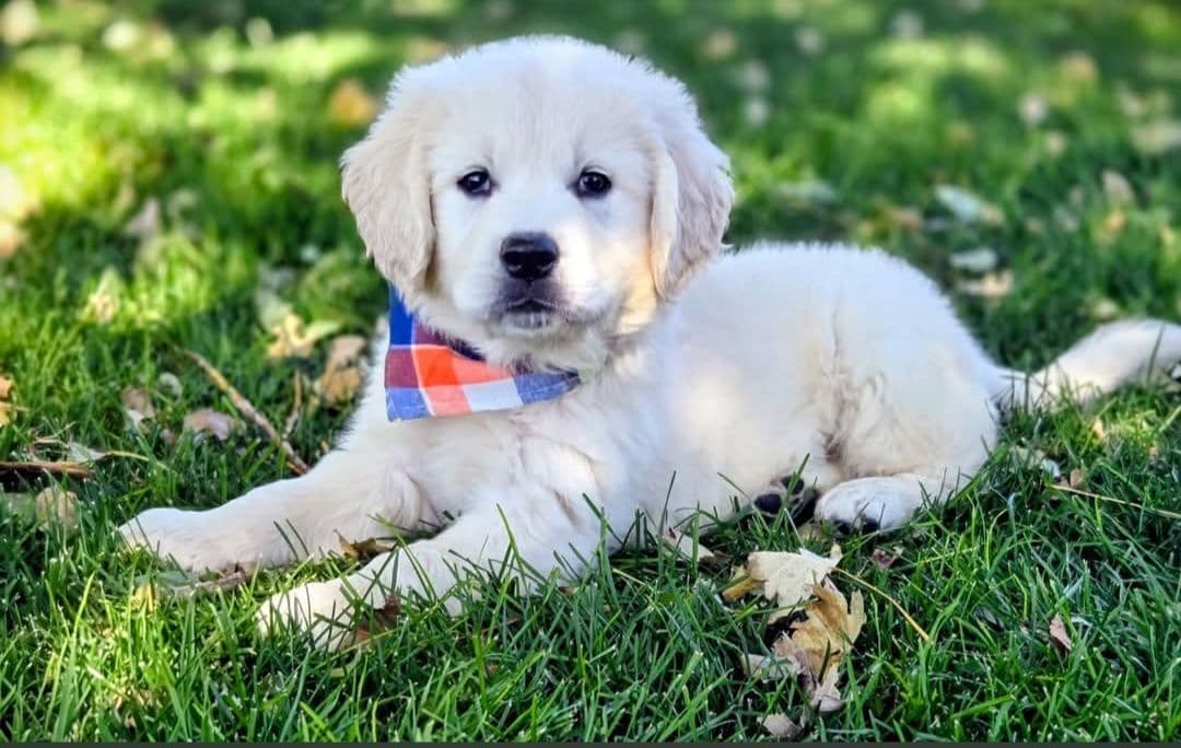 English Cream puppies breeder image 23
