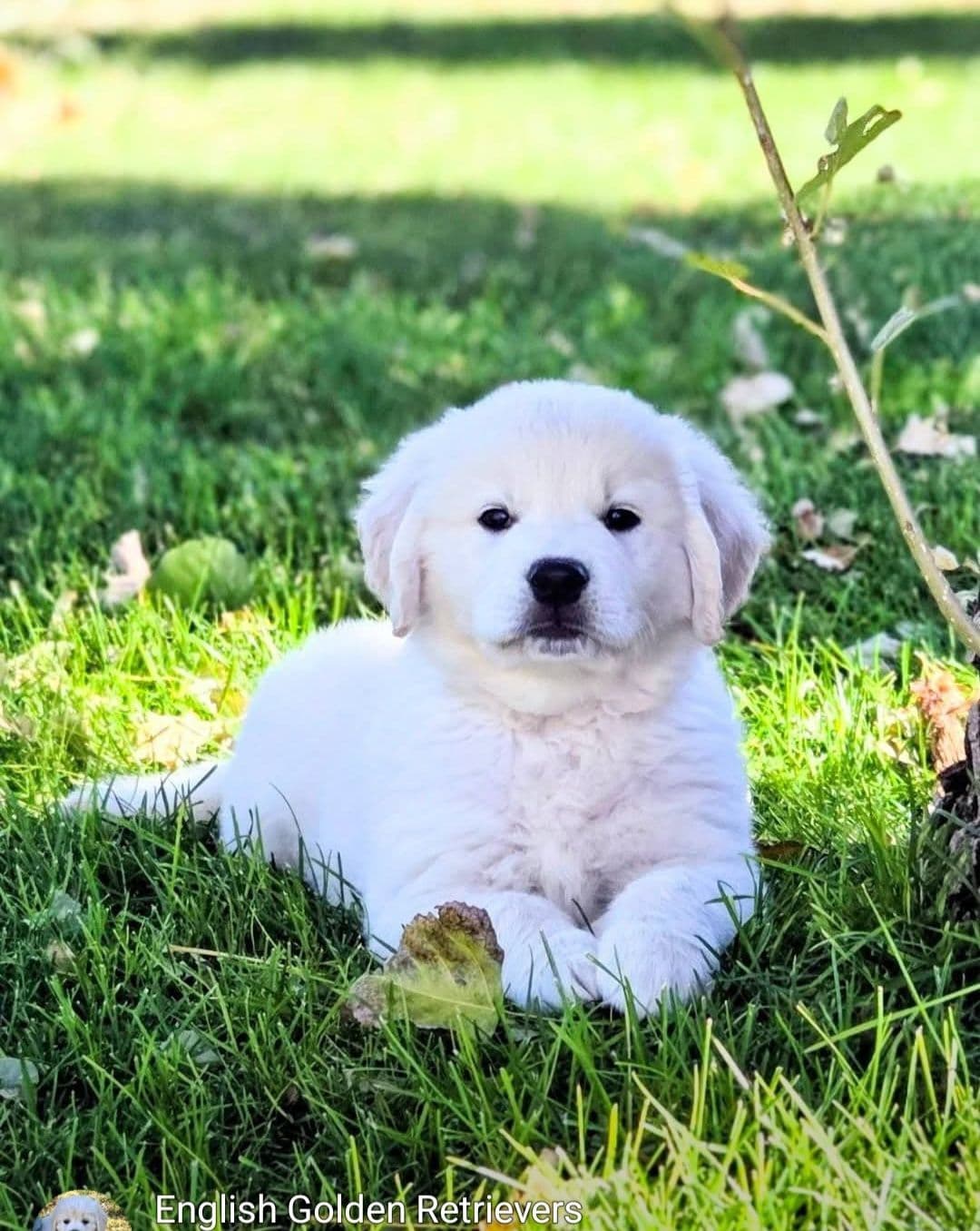 English Cream puppies breeder image 26