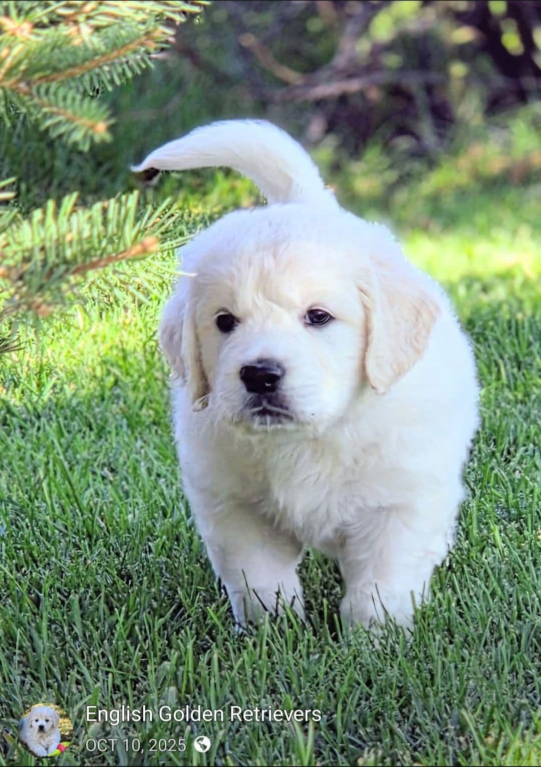 English Cream puppies breeder image 29