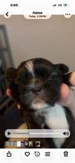 Shih Tzu Puppies breeder image 1