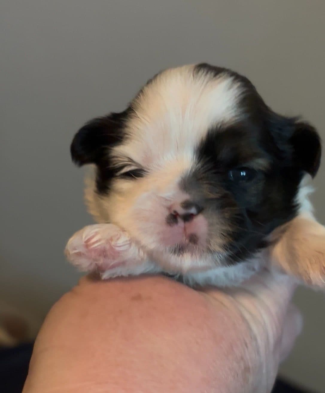 Shih Tzu Puppies breeder image 2