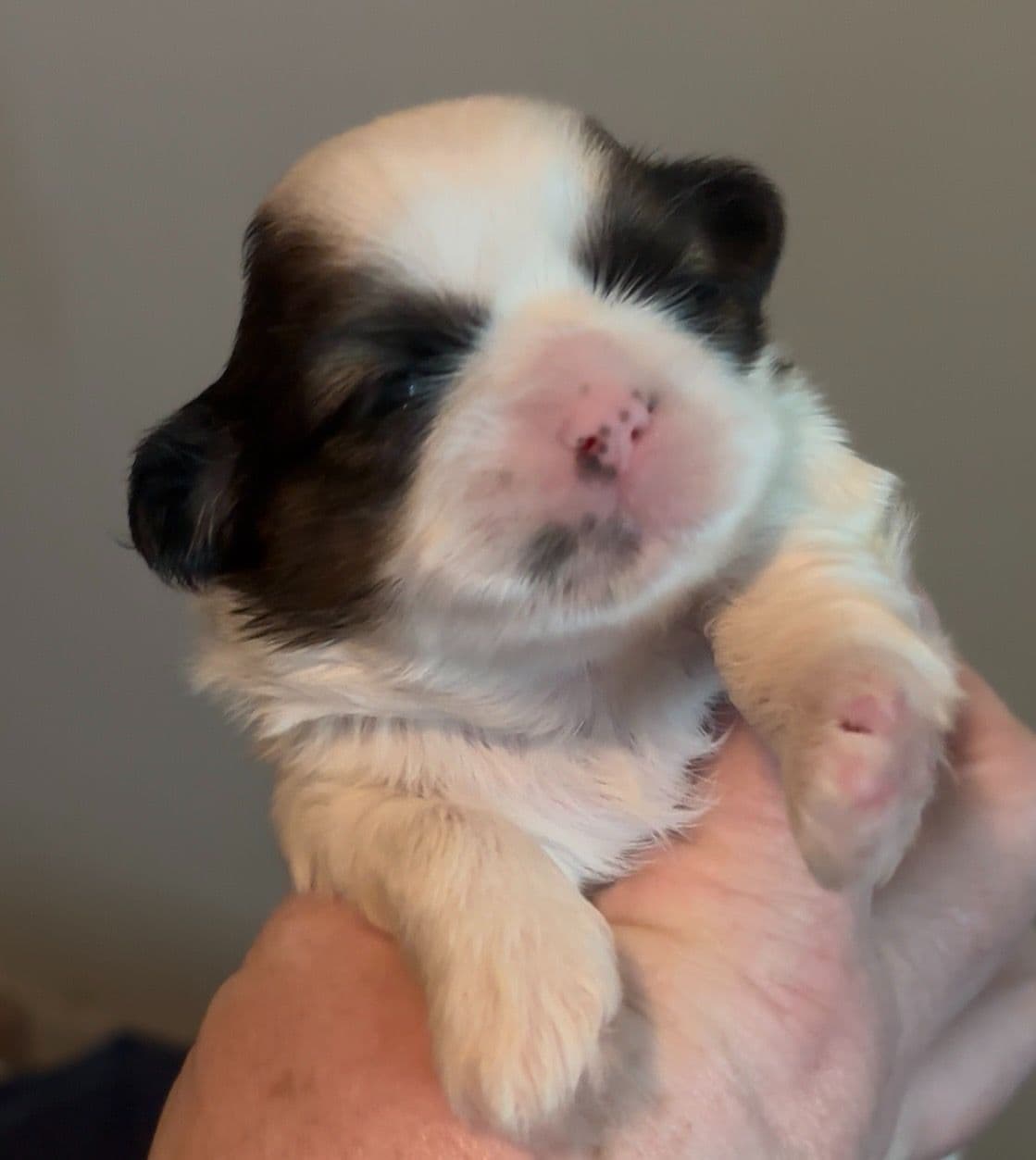 Shih Tzu Puppies breeder image 3
