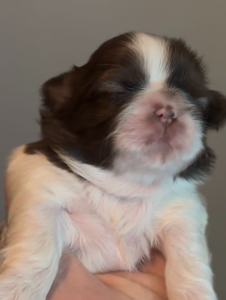 Shih Tzu Puppies breeder image 4