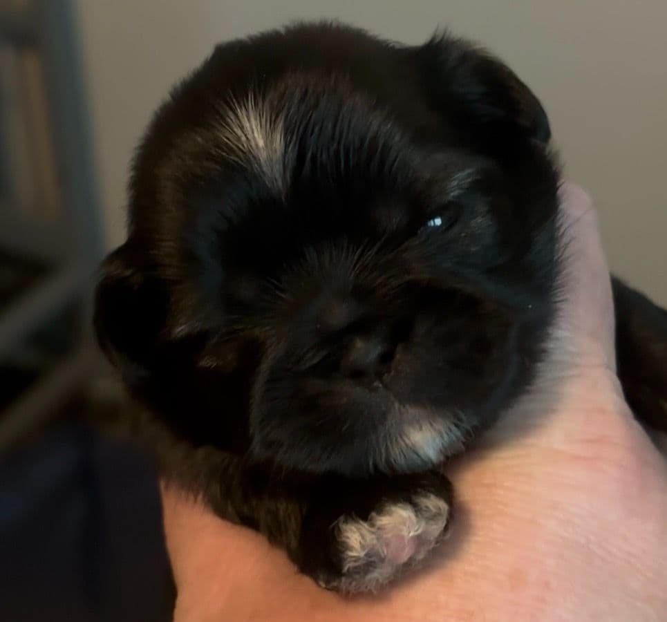 Shih Tzu Puppies breeder image 5