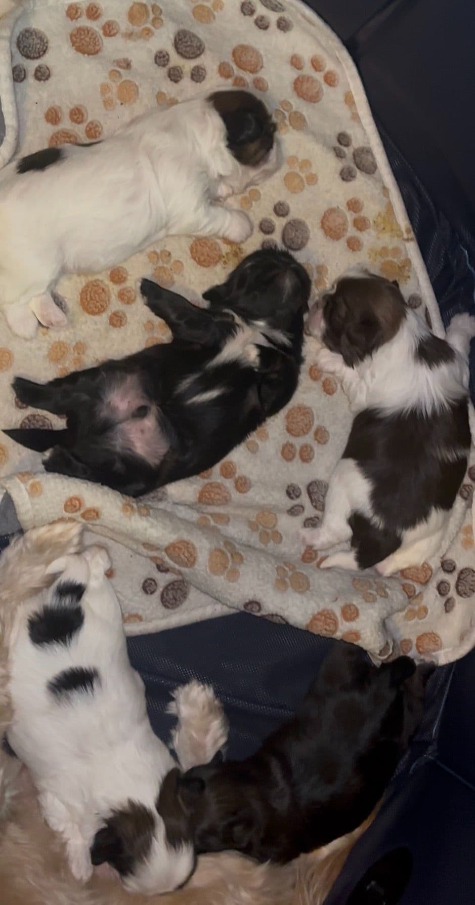 Shih Tzu Puppies breeder image 6