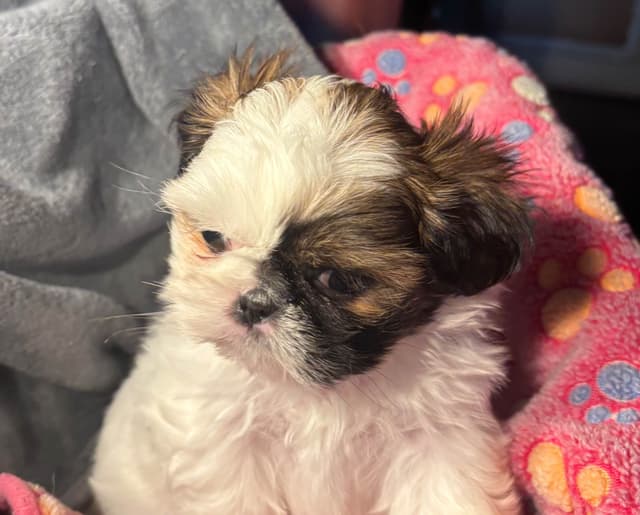 Shih Tzu Puppies media 2