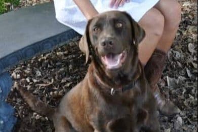 Labrador Retriever Puppies breeder image 3