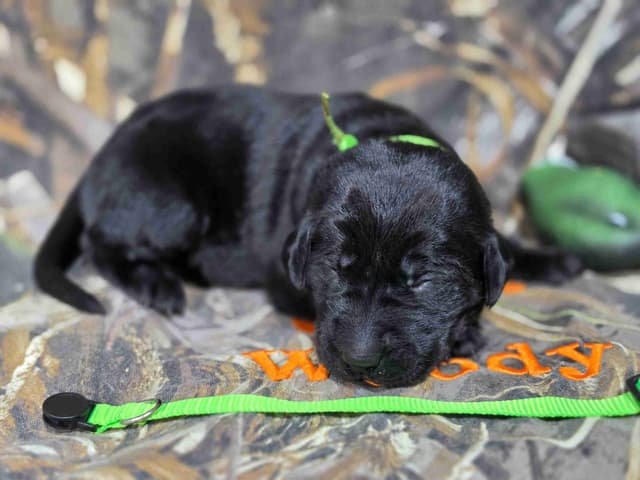 Labrador Retriever Puppies media 2