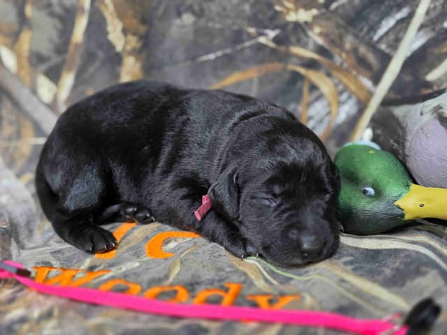 Labrador Retriever Puppies media 4