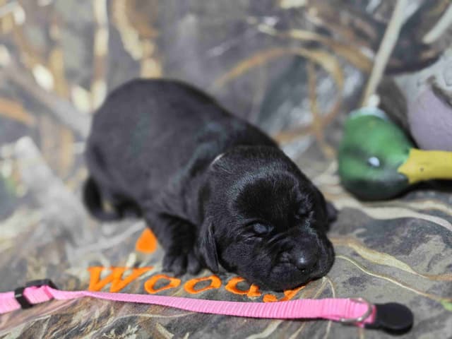 Labrador Retriever Puppies media 6