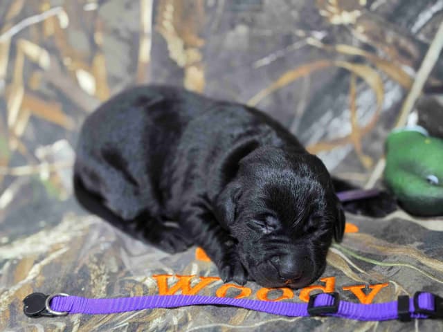 Labrador Retriever Puppies media 5