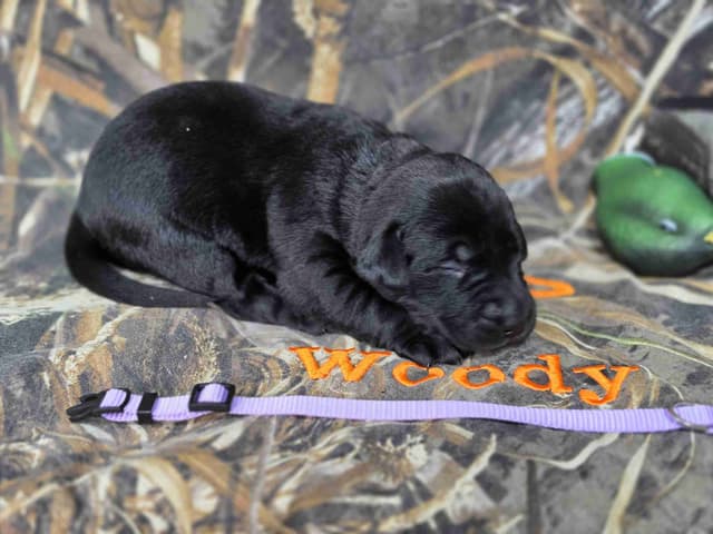 Labrador Retriever Puppies media 7