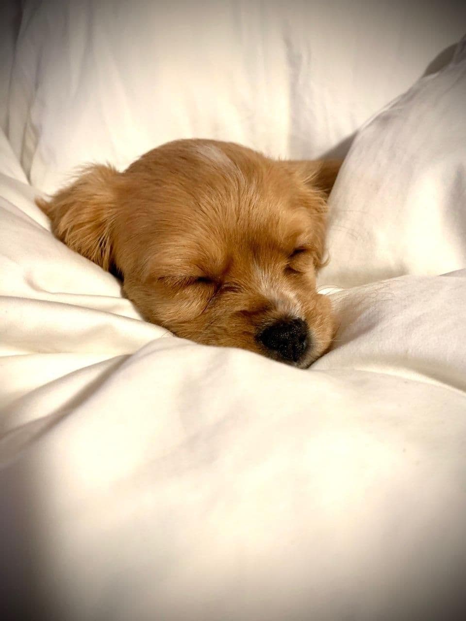 Cavalier King Charles Spaniel Puppies breeder image 4