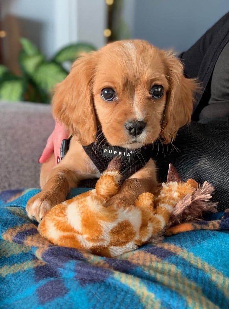 Cavalier King Charles Spaniel Puppies breeder image 2
