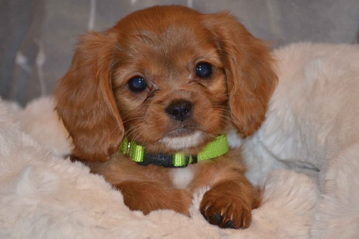 Cavalier King Charles Spaniel Puppies breeder image 8