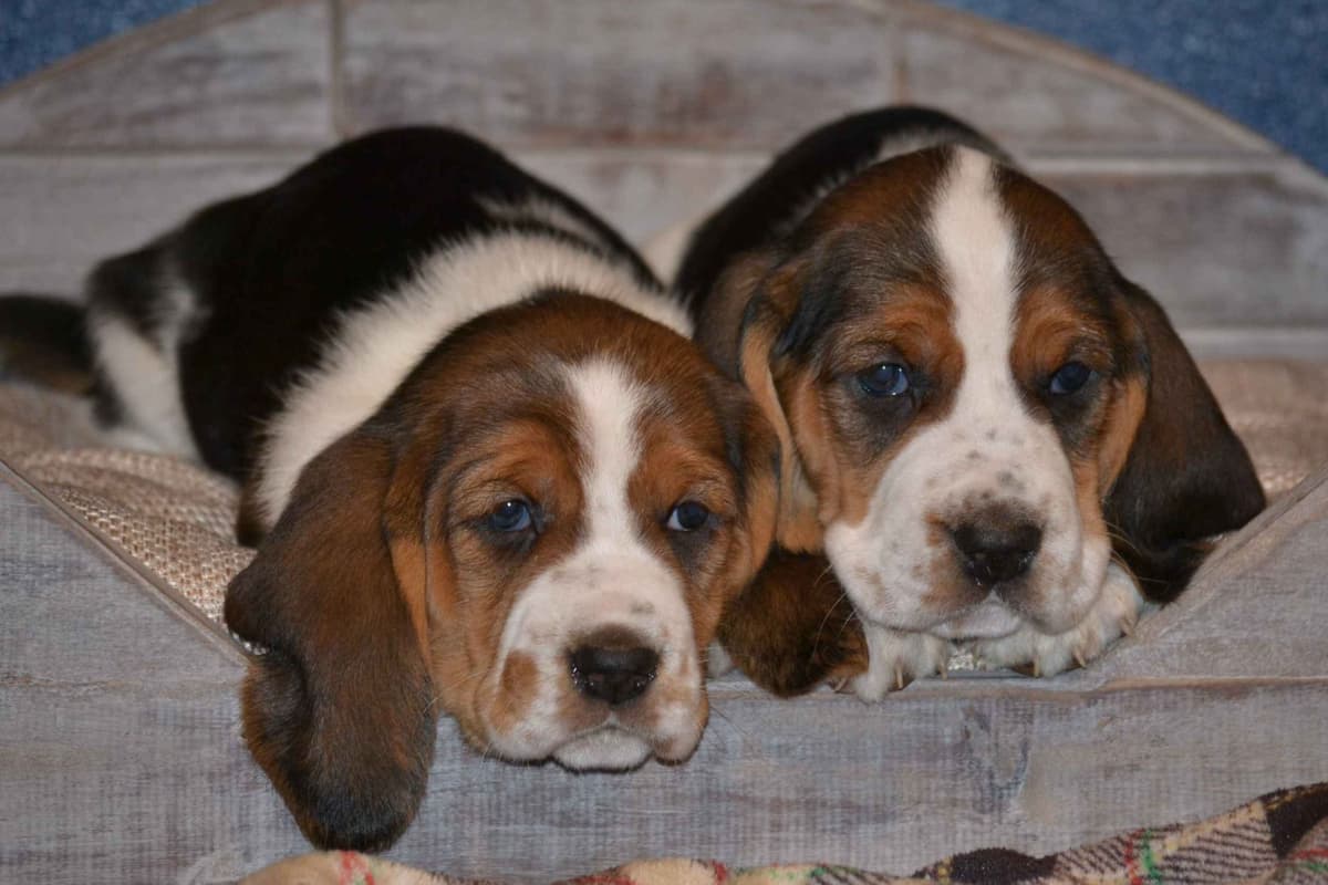 Cavalier King Charles Spaniel Puppies breeder image 1