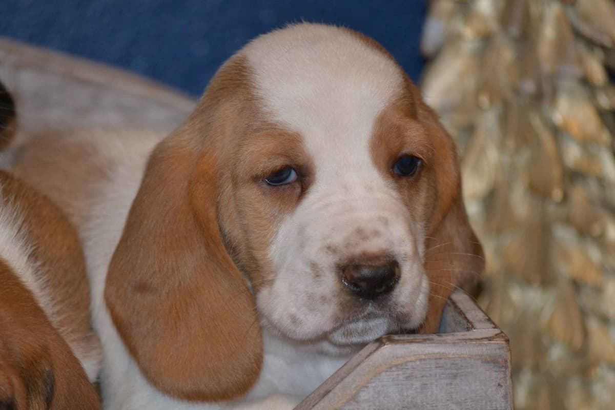 Cavalier King Charles Spaniel Puppies breeder image 9