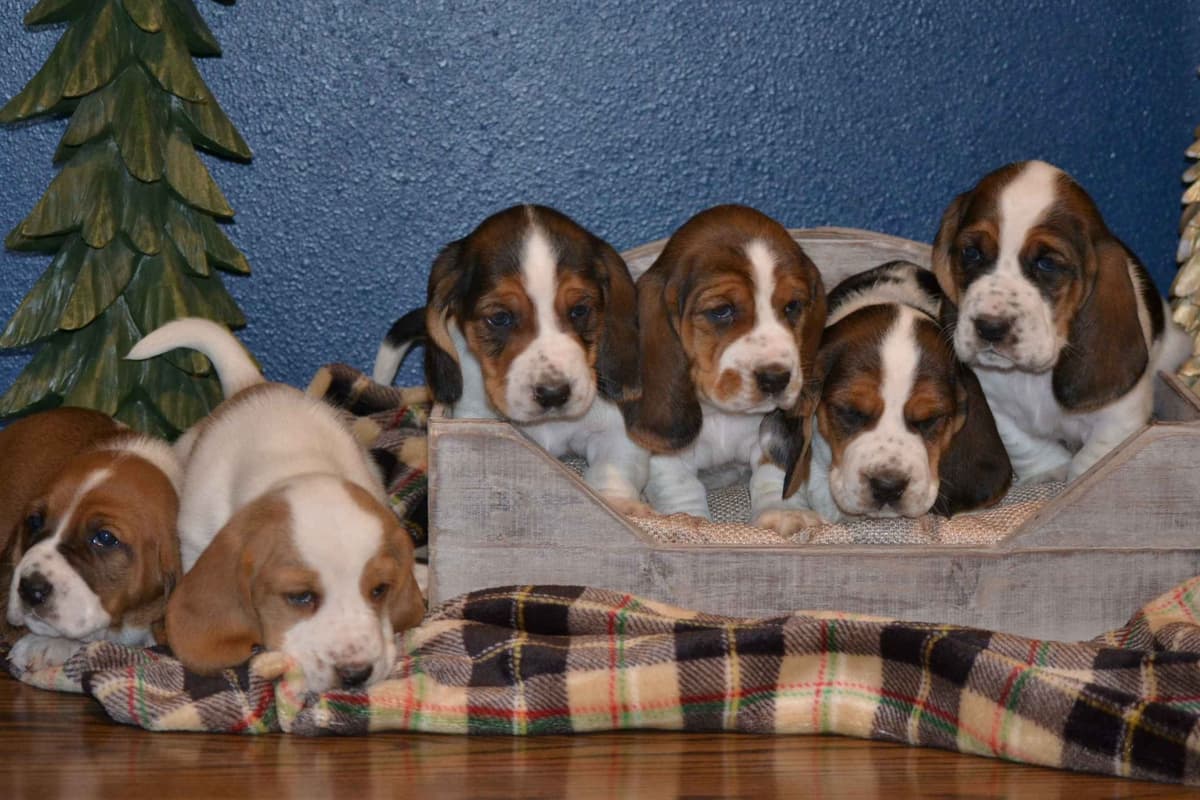 Cavalier King Charles Spaniel Puppies breeder image 10