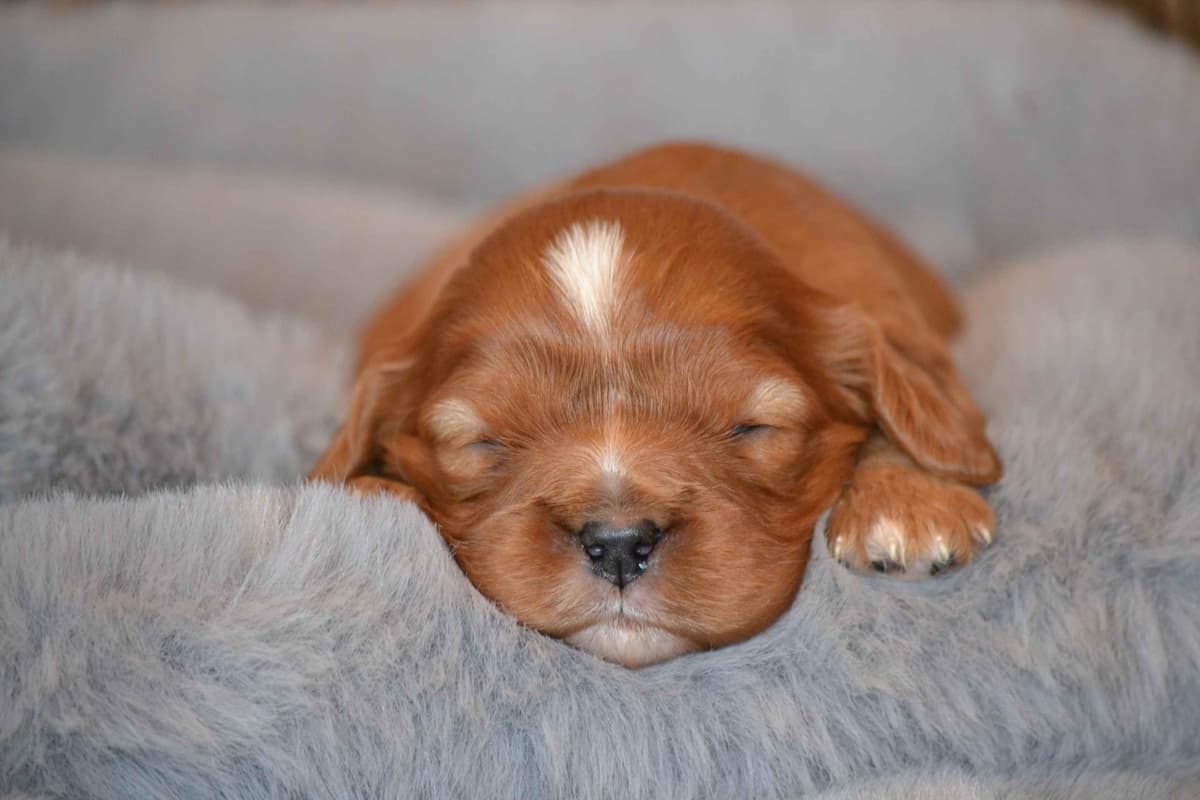 Cavalier King Charles Spaniel Puppies breeder image 11