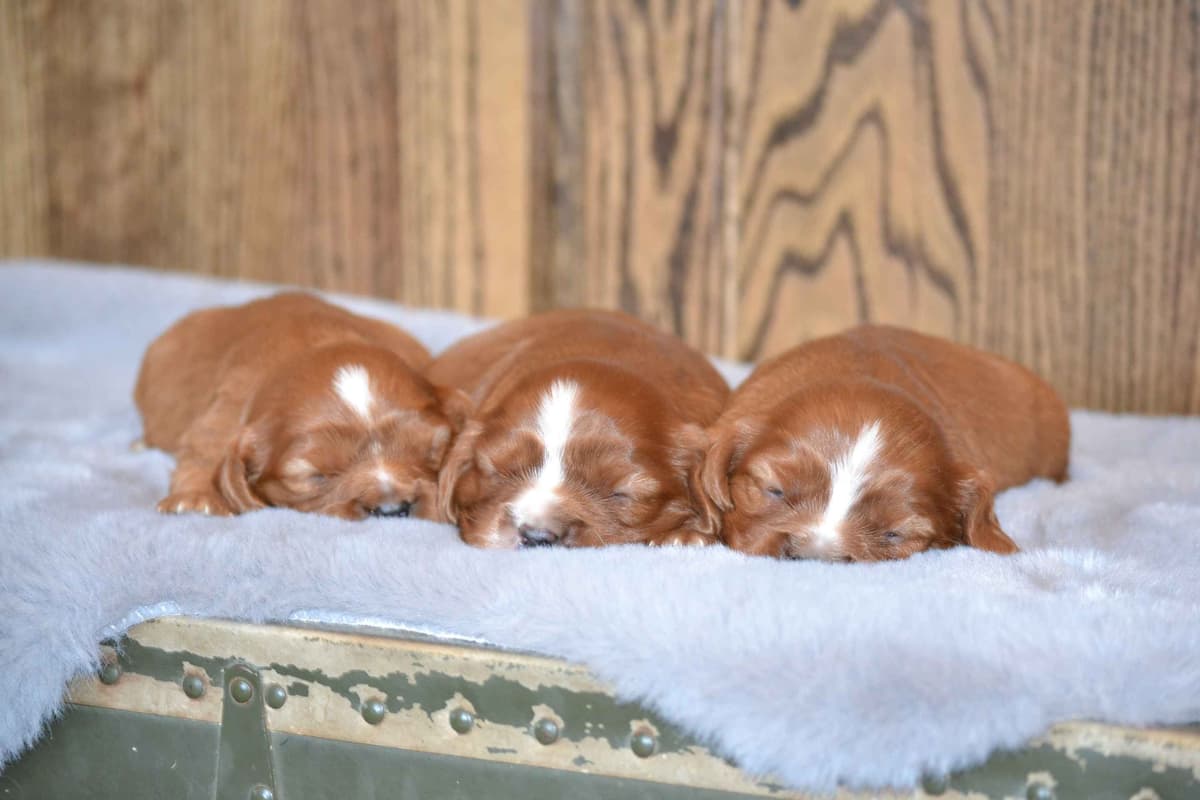 Cavalier King Charles Spaniel Puppies breeder image 12