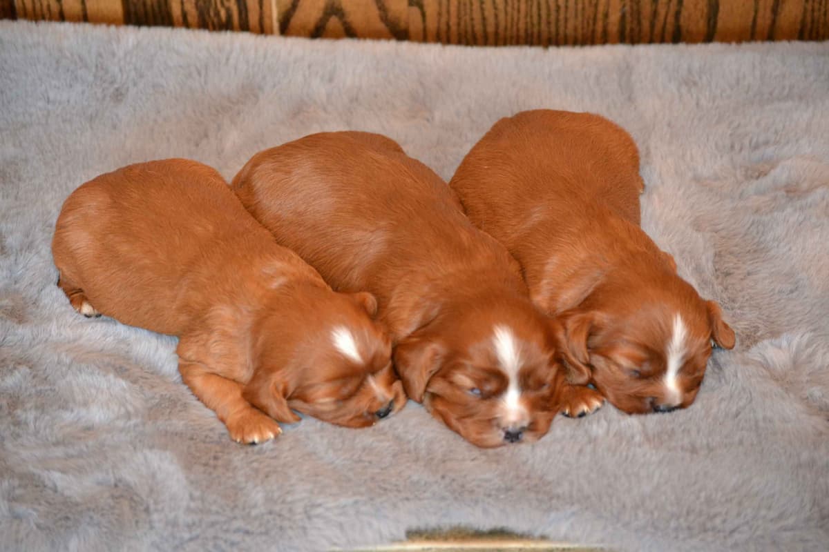 Cavalier King Charles Spaniel Puppies breeder image 13