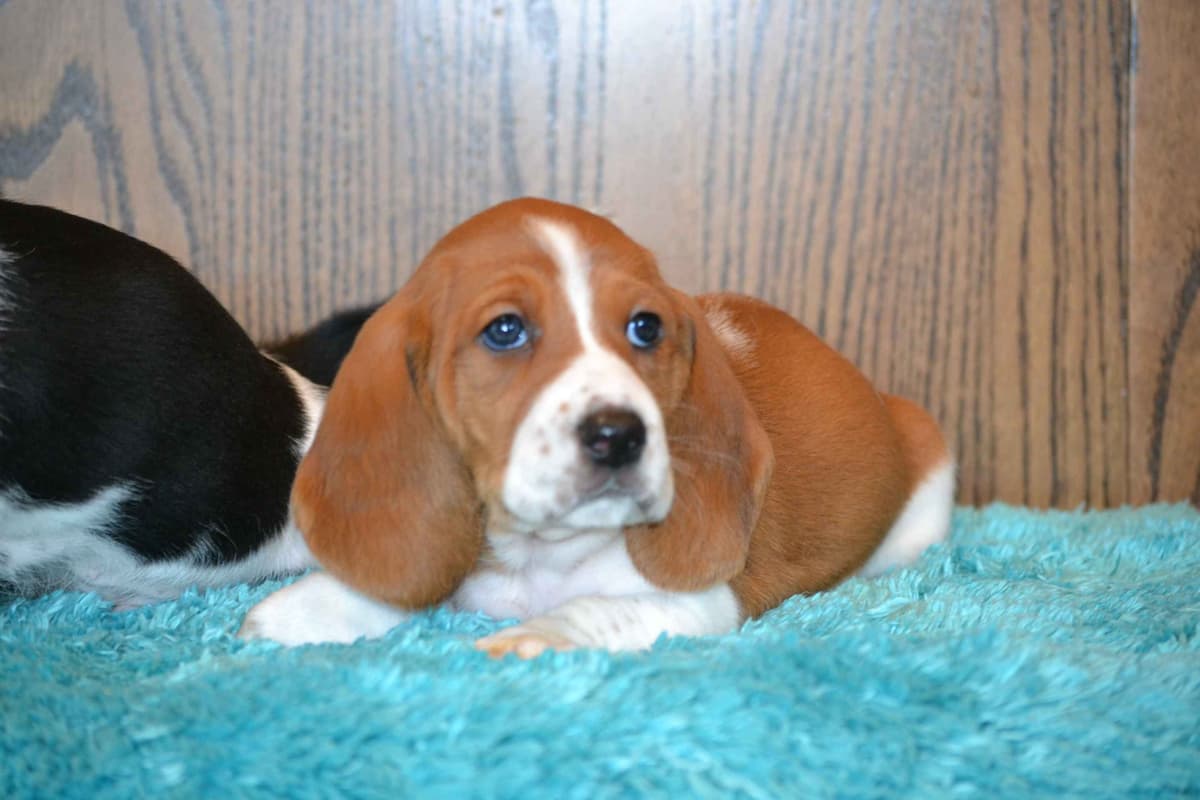Cavalier King Charles Spaniel Puppies breeder image 16
