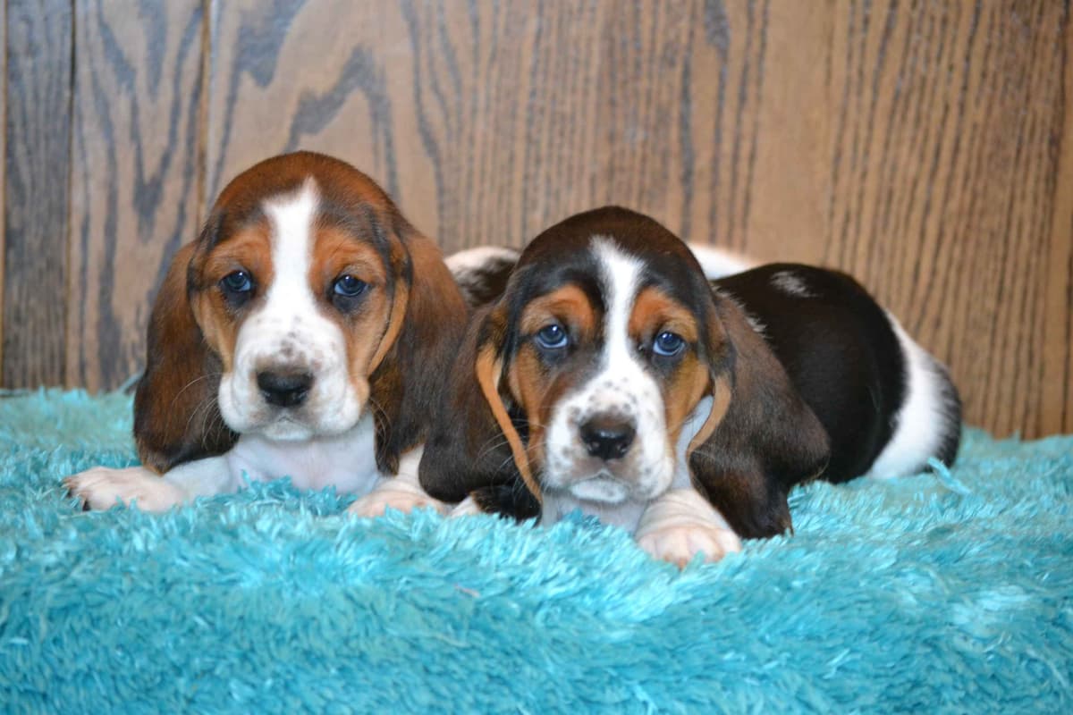 Cavalier King Charles Spaniel Puppies breeder image 14