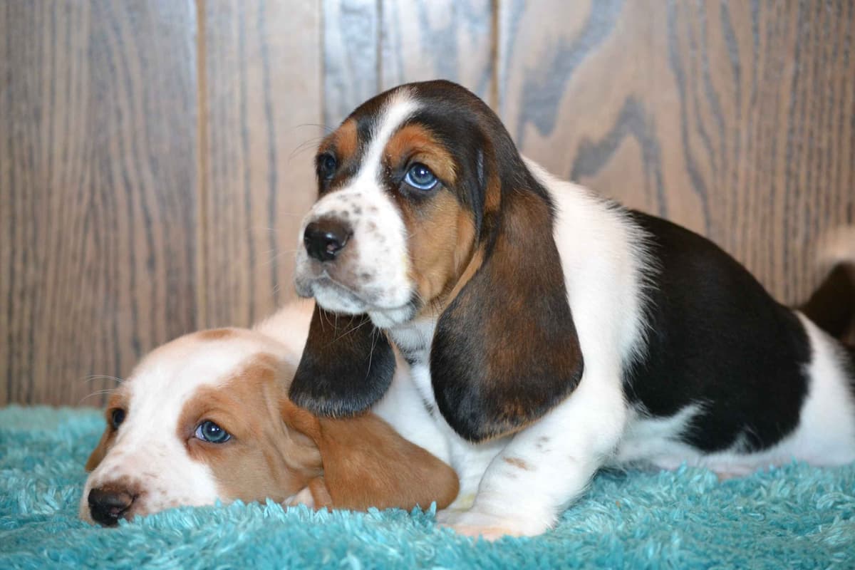 Cavalier King Charles Spaniel Puppies breeder image 15