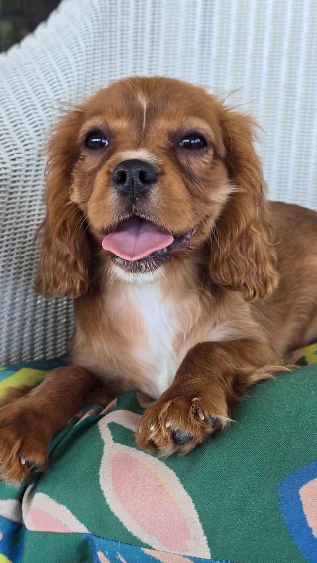 Cavalier King Charles Spaniel Puppies media 2