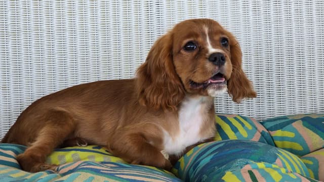 Cavalier King Charles Spaniel Puppies media 5
