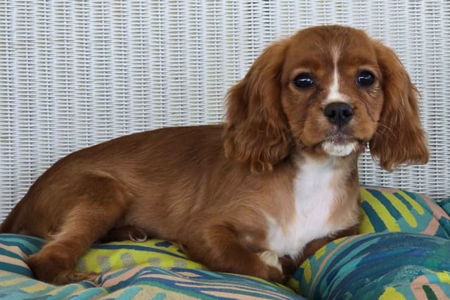 Cavalier King Charles Spaniel Puppies media 6