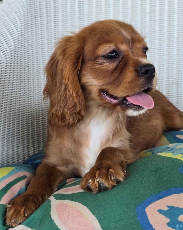 Cavalier King Charles Spaniel Puppies media 7