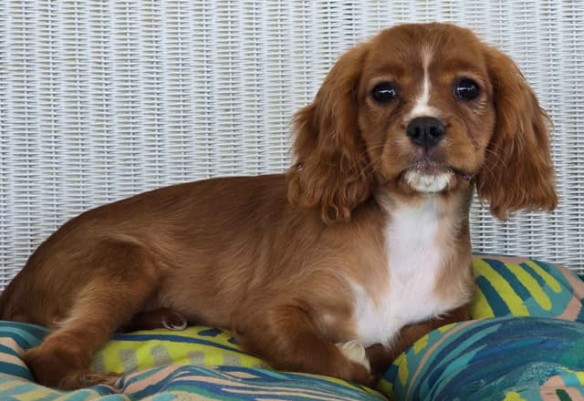Cavalier King Charles Spaniel Puppies media 8