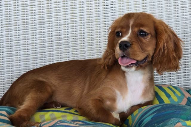 Cavalier King Charles Spaniel Puppies media 9