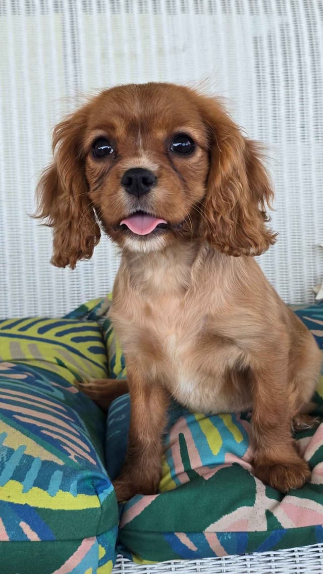Cavalier King Charles Spaniel Puppies media 10