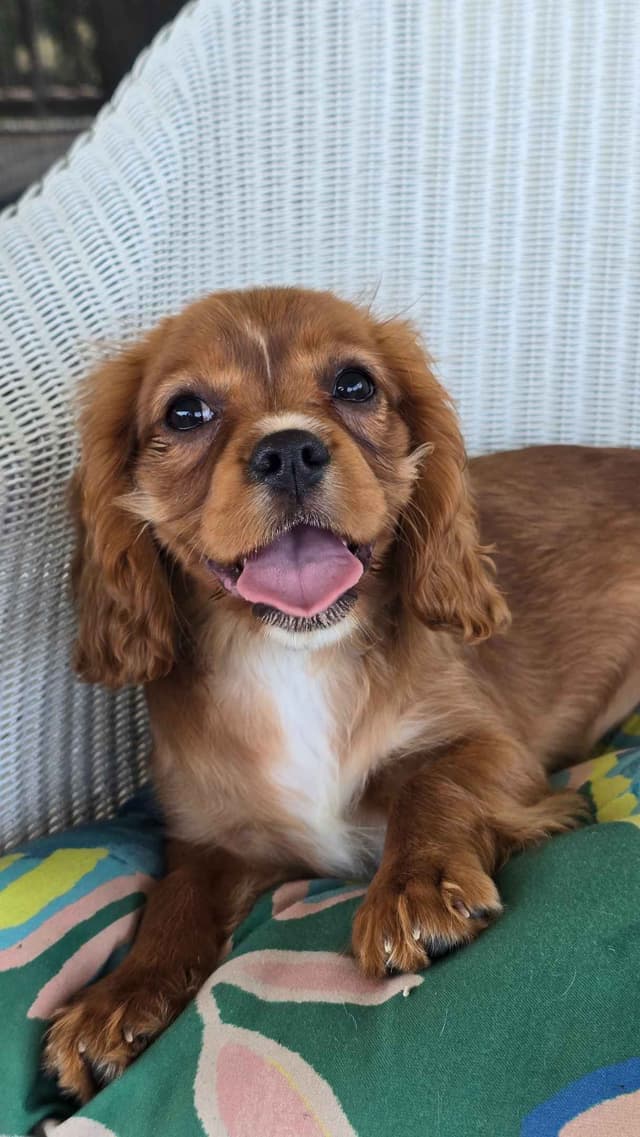 Cavalier King Charles Spaniel Puppies media 11