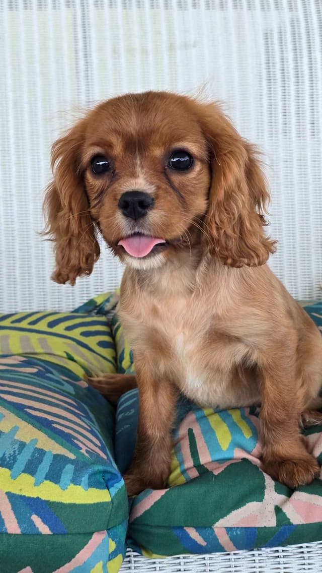 Cavalier King Charles Spaniel Puppies media 12