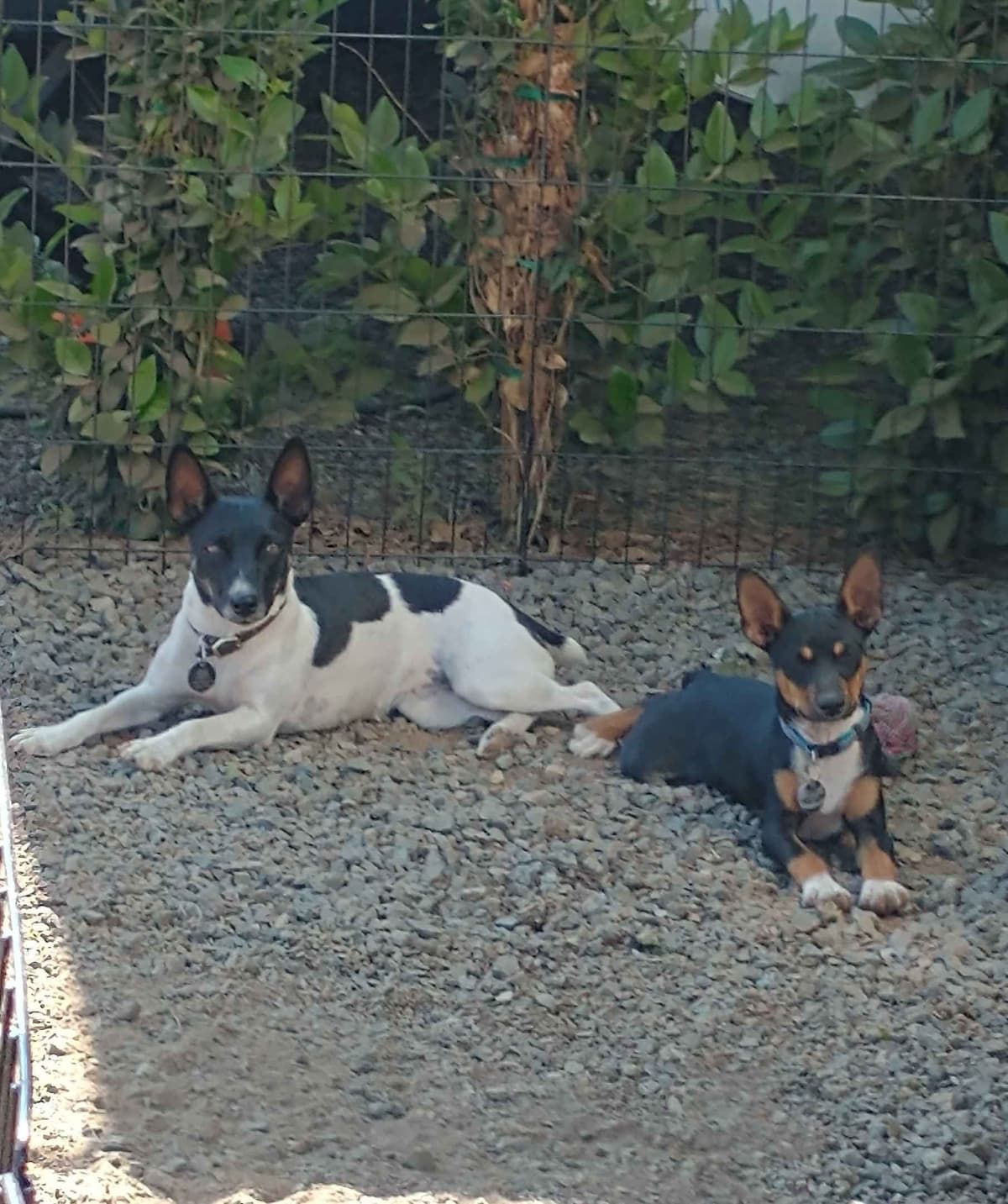Rat Terrier Puppies breeder image 1